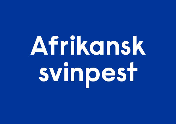 Blå bild med vit text: Afrikansk svinpest