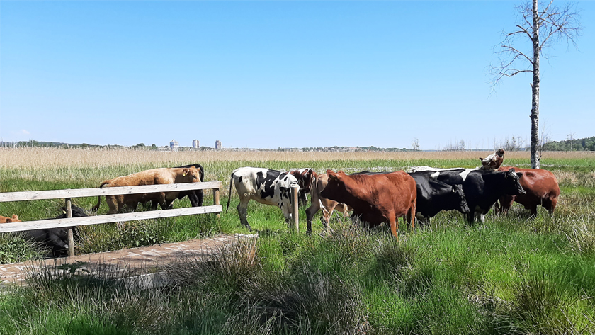 Kossor på betesmarker utanför boendet Myntan