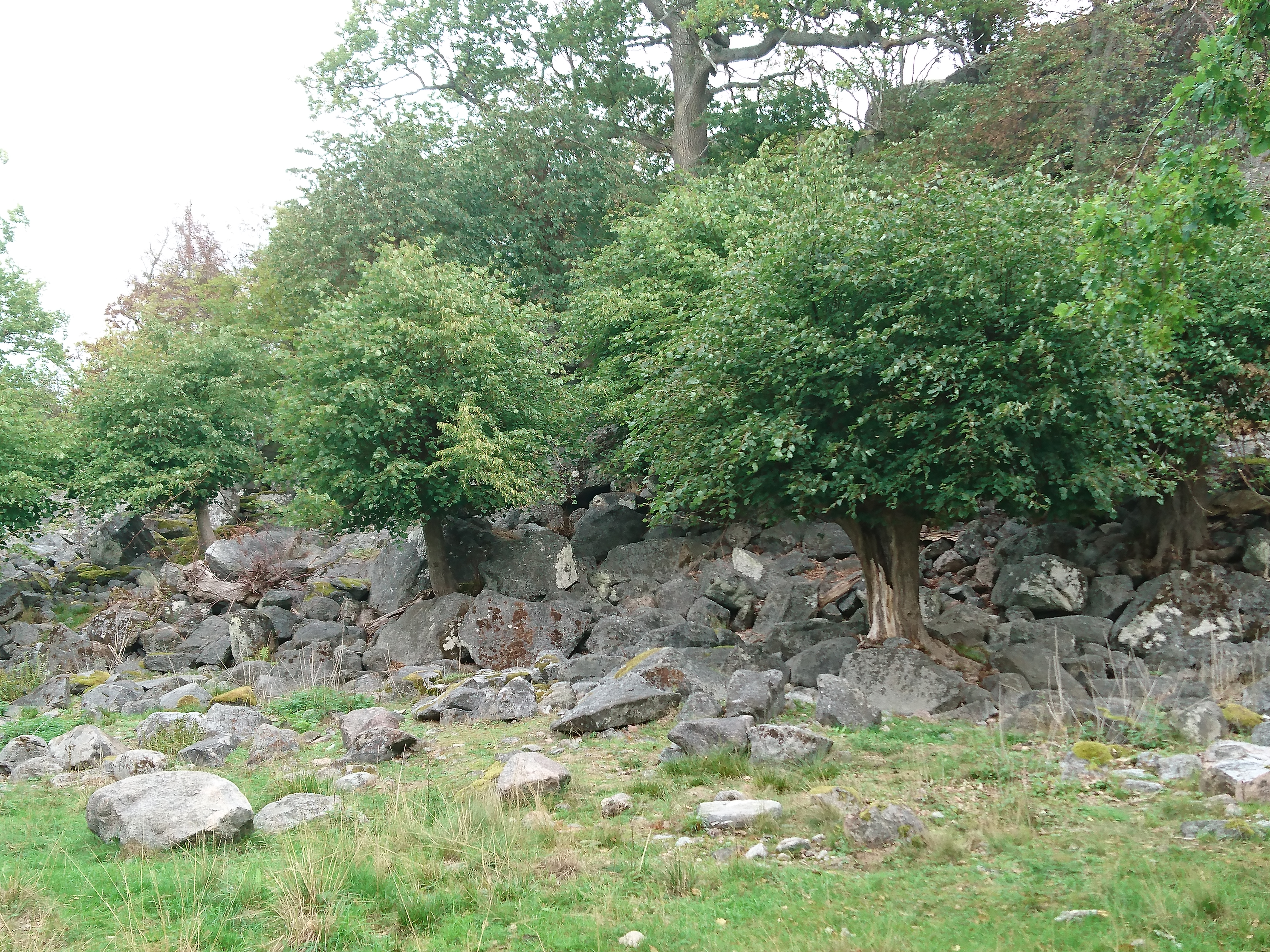 Träd och stenmur vid Sävö